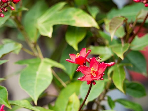 Jatropha integerrima