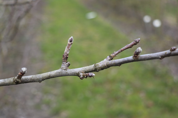 Obstbume schneiden im Februar schon gut sichtbare dicke Bltenknospen