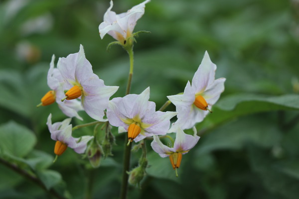 Kartoffelblüte Lubera Spätkartoffeln pflanzen