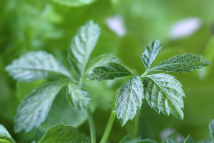 Jiaogulan, Kraut der Unsterblichkeit (gynostemma pentaphyllum) 