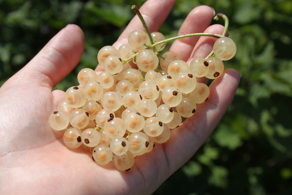 Johannisbeeren Sorten Ribest Glasperle Lubera