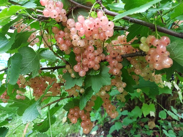 Johannisbeere Rosa Sport, Ribes rubrum