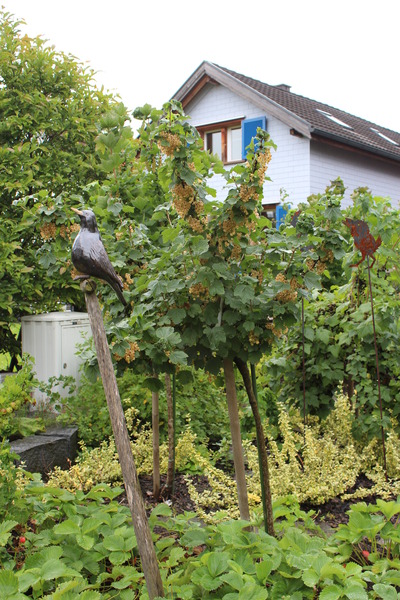 Hochstamm Ribest Blanchette StÃ¤mmchen Lubera