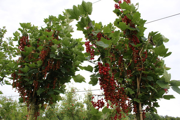 Johannisbeeren Hochstamm Ribest® Lisette® Lubera.de