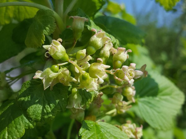 Johannisbeeren Ranka Tessin