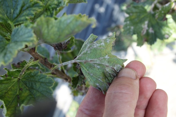 Johannisbeeren Krankheiten Mehltau