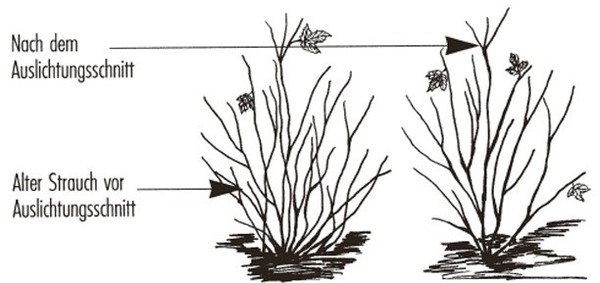 Johannisbeeren Strauch schneiden