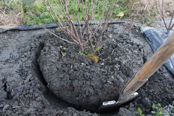 Johannisbeeren umpflanzen Lubera