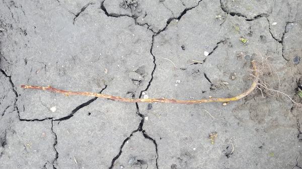 Johannisbeeren vermehren bewurzelter Ableger