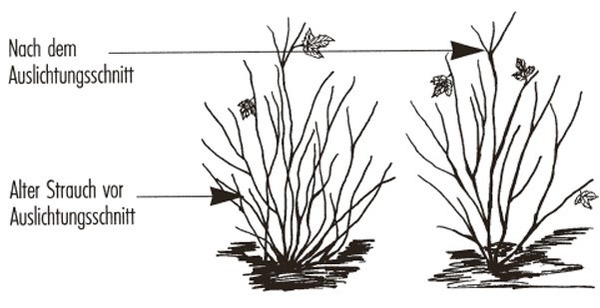 Johannisbeeren umpflanzen Lubera