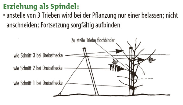 Johannisbeere Kulturanleitung, Erziehung als Spindel, Spindelerziehung, Johannisbeeren pflanzen