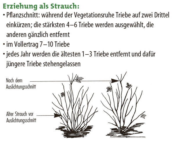 Johannisbeere Kulturanleitung, Erziehung als Strauch, Straucherziehung, Johannisbeeren pflanzen