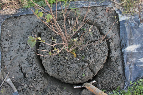 Johannisbeeren umpflanzen Lubera