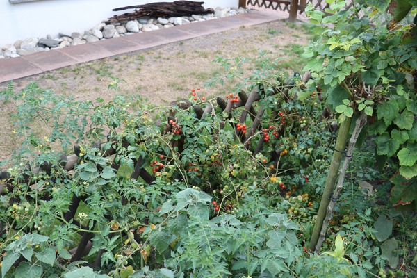 Tomaten anbinden Wildtomaten Lubera
