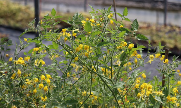 Johannisbeertomaten Blüte Peruanische Wildtomate Lubera