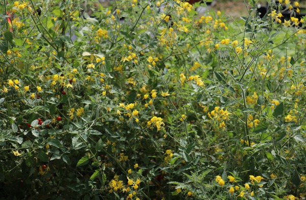 Johannisbeertomaten Peruanische Wildtomate Blüten Lubera