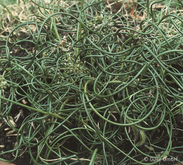 Juncus effusus 'Spiralis'