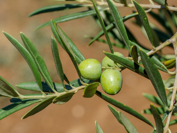 Olivenbaum pflegen