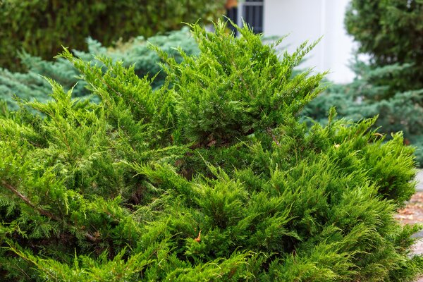 Juniperus sabina, Wacholder Art, anf�llig auf Birnengitterrost, Hauptwirt, Gitterrost