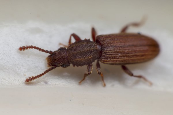 Käfer im Haus: Schädlinge erkennen und schnell wieder loswerden