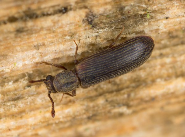 Kleine braune Käfer überall: was tun?