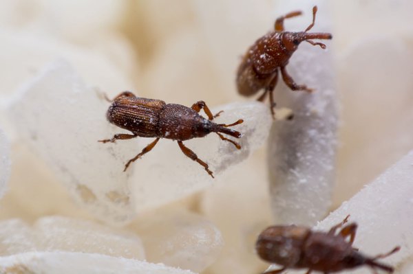 Kleine braune Käfer in der Wohnung? Diese Arten können es sein