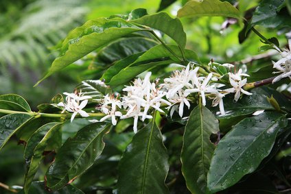 Kaffeepflanze mit Blüten