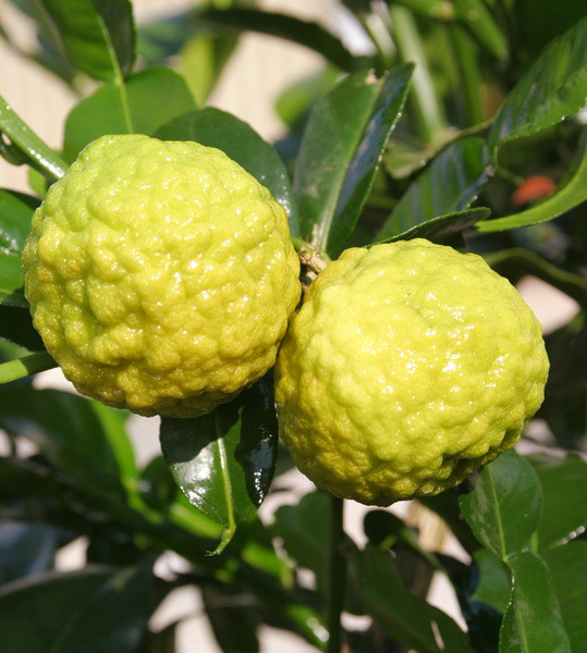 Kaffirlimette Citrus hystrix