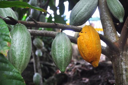 Kakaobaum Früchte