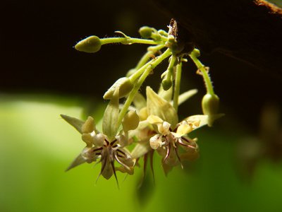 Kakaobaum Blüte