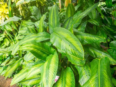 Kakaobaum Blätter