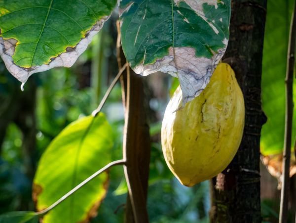 Theobroma cacao - Kakaobaum pflanzen
