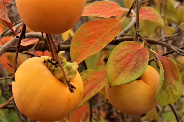 Kaki Aroma - schöne Herbstfärbung