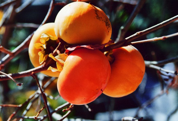 Kaki Cioccolatino - Frchte am Baum, Kaki gesund