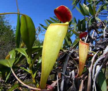 Kannenpflanze Madagaskar