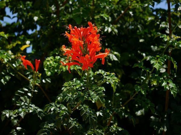 Tecomaria capensis