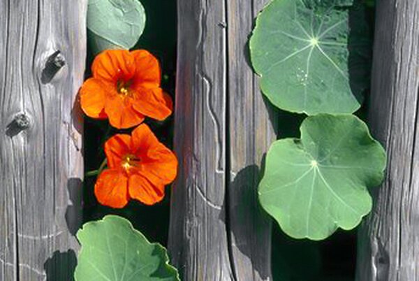 Kapuzinerkresse, Tropaeolum majus (quer)