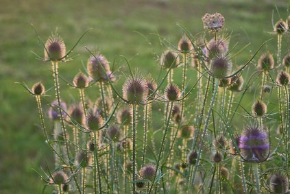 cardo dei lanaioli (Dipsacus fullonum)