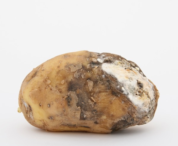 Kartoffelkrankheiten Bakterien