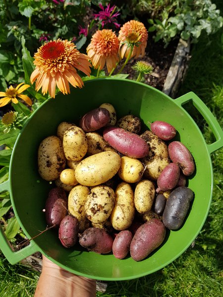 Kartoffeln Ranka Tessin Lubera