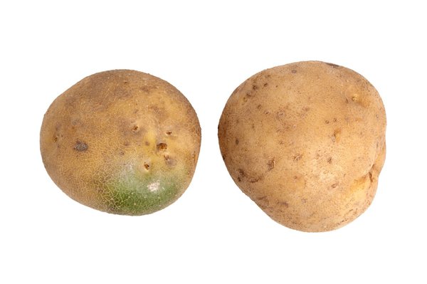Leicht grüne Kartoffel