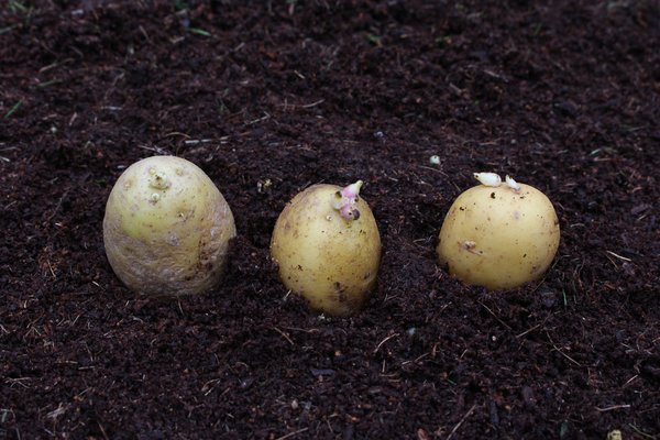 Kartoffel, Kartoffeln im Topf, Kartoffeln vorkeimen