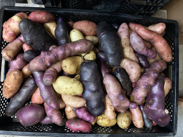 Züchtung und Diversität Kartoffelzüchtung Lubera