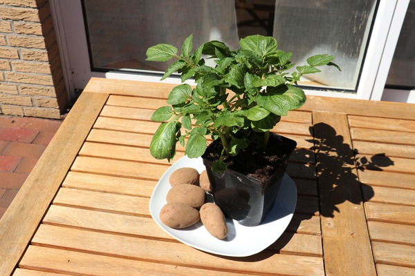 Beerenobst im Garten Kartoffel Sarpo Una Pflanze Lubera