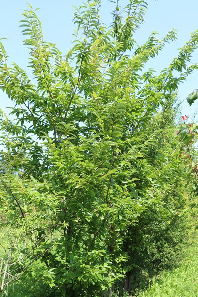 Chestnut trees (Castanea sativa) Lubera