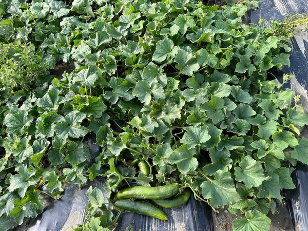 Gurke Katrina F1, Cucumis sativus, Freilandgurke