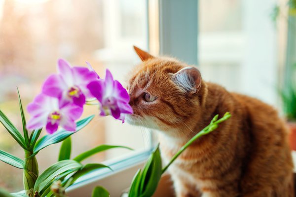 Orchideen sind giftig für Katzen