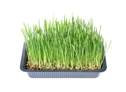 Katzengras