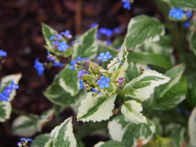 Kaukasus Vergissmeinnicht im Garten