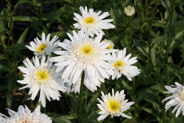 Margerite Leucanthemum x superbum Christine Hagemann Lubera